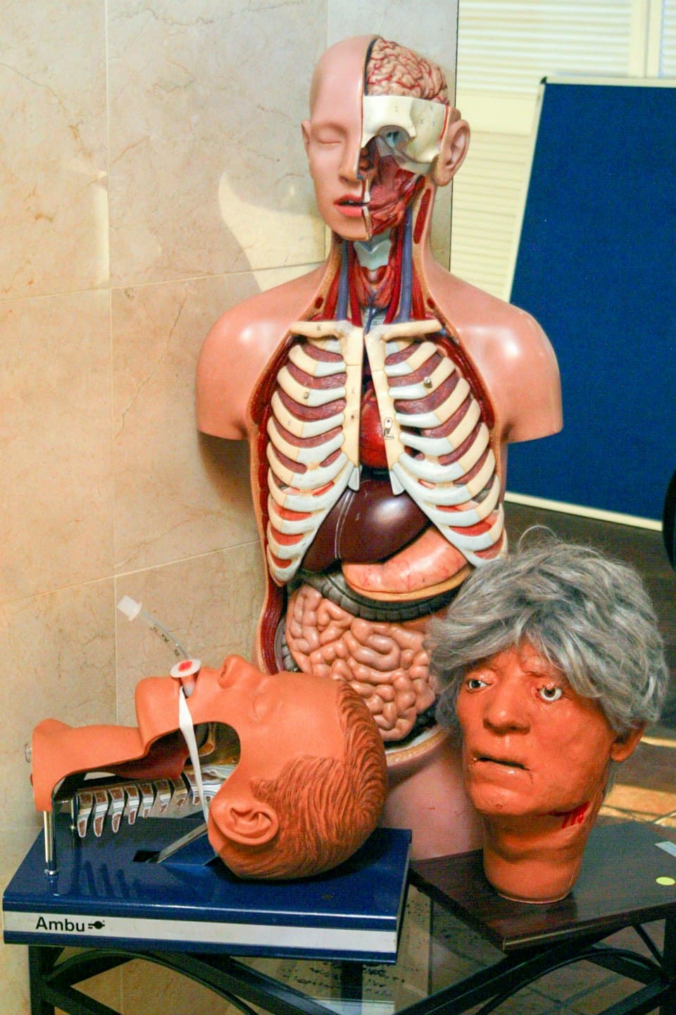 Modelli anatomici di torsi e teste umane su uno scaffale.